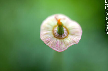 California Poppy without petals - Flora - MORE IMAGES. Photo #72177
