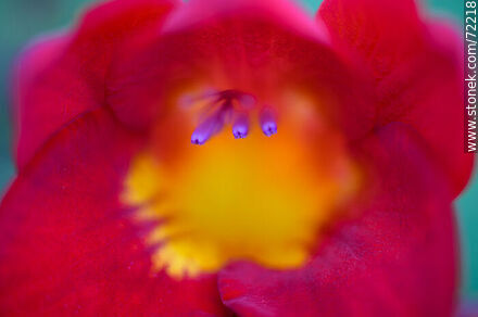 Detail of red freesia flower - Flora - MORE IMAGES. Photo #72218