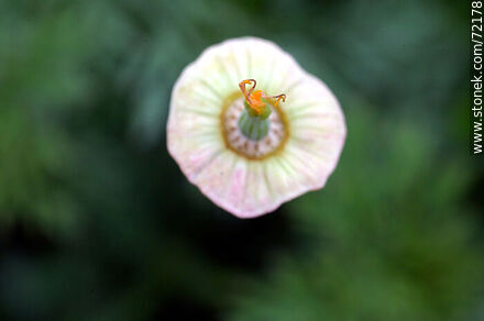 California Poppy without petals - Flora - MORE IMAGES. Photo #72178