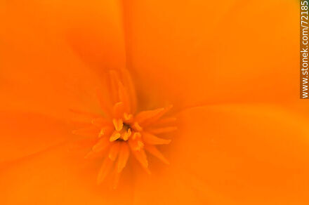 California Poppy - Flora - MORE IMAGES. Photo #72185