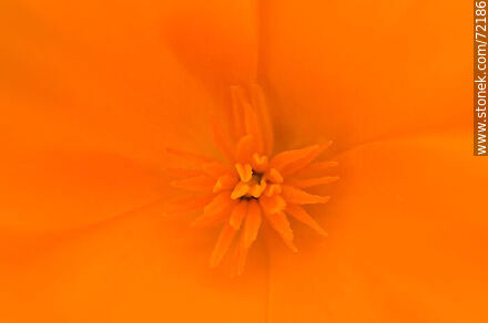 California Poppy - Flora - MORE IMAGES. Photo #72186