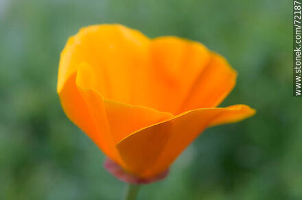 California Poppy - Flora - MORE IMAGES. Photo #72187