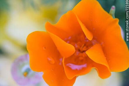 Dedal de oro. Amapola de California - Flora - IMÁGENES VARIAS. Foto No. 72189