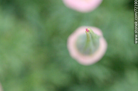 California Poppy - Flora - MORE IMAGES. Photo #72190