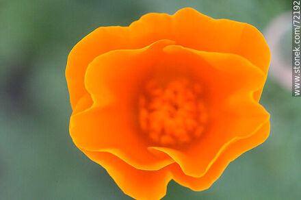 Dedal de oro. Amapola de California - Flora - IMÁGENES VARIAS. Foto No. 72192