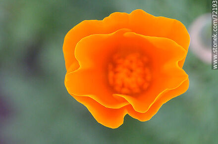 California Poppy - Flora - MORE IMAGES. Photo #72193