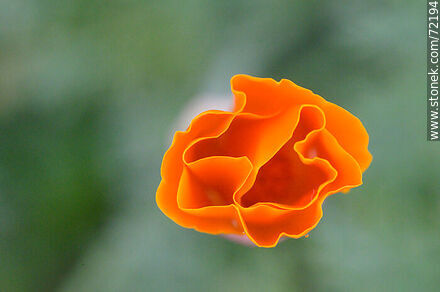 California Poppy - Flora - MORE IMAGES. Photo #72194