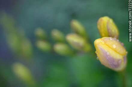 Capullos de fresia amarilla - Flora - IMÁGENES VARIAS. Foto No. 72223