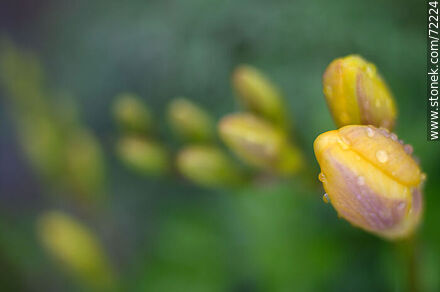 Capullos de fresia amarilla - Flora - IMÁGENES VARIAS. Foto No. 72224