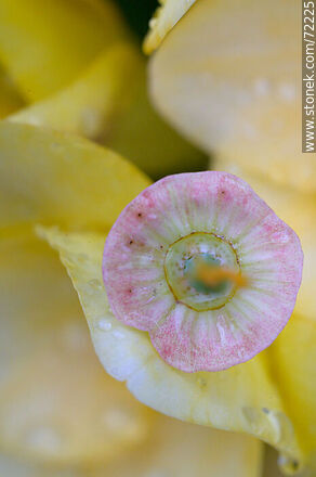 Dedal de oro sin pétalos entre fresias amarillas - Flora - IMÁGENES VARIAS. Foto No. 72225