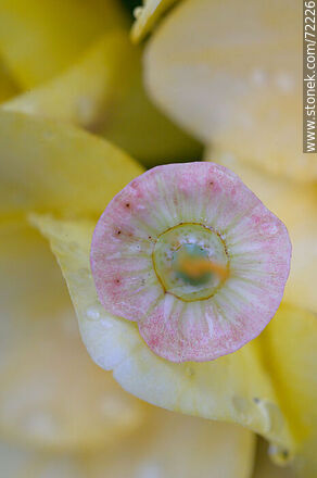 Dedal de oro sin pétalos entre fresias amarillas - Flora - IMÁGENES VARIAS. Foto No. 72226