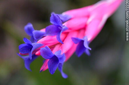 Tilandsia flower - Flora - MORE IMAGES. Photo #72230