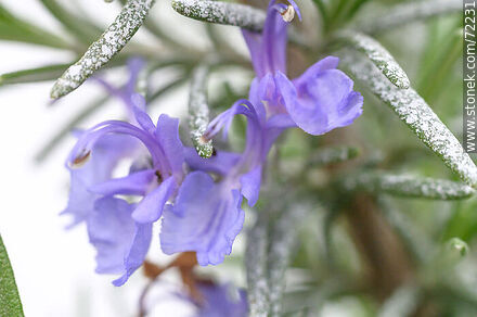 Salvia rosmarinus - Flora - MORE IMAGES. Photo #72231