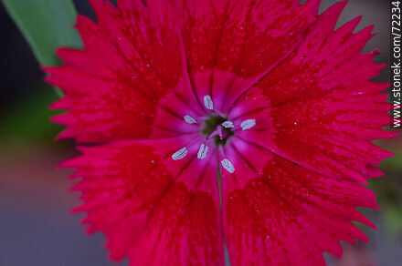Flor roja de clavelina - Flora - IMÁGENES VARIAS. Foto No. 72234