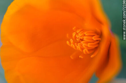 California Poppy - Flora - MORE IMAGES. Photo #72198