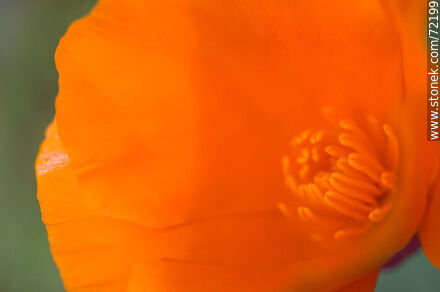 California Poppy - Flora - MORE IMAGES. Photo #72199