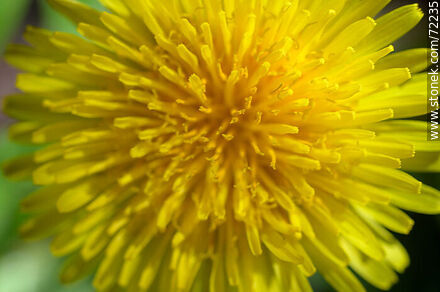 Flor de diente de león o achicoria amarga. Taraxacum officinale - Flora - IMÁGENES VARIAS. Foto No. 72235