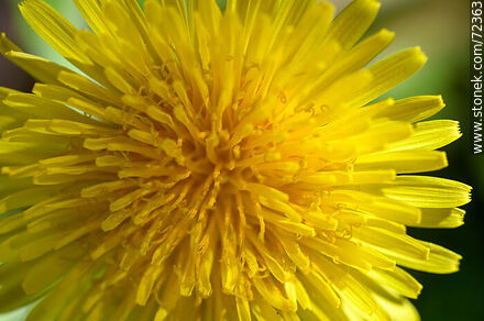 Flor de diente de león o achicoria amarga. Taraxacum officinale - Flora - IMÁGENES VARIAS. Foto No. 72363