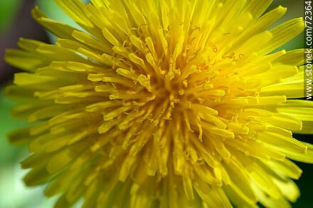 Flor de diente de león o achicoria amarga. Taraxacum officinale - Flora - IMÁGENES VARIAS. Foto No. 72364