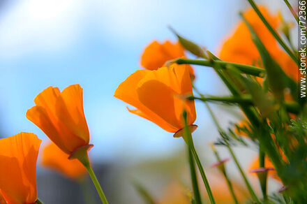 Dedal de oro. Amapola de California - Flora - IMÁGENES VARIAS. Foto No. 72366