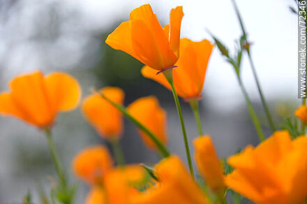 Dedal de oro. Amapola de California - Flora - IMÁGENES VARIAS. Foto No. 72346