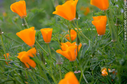 California poppy - Flora - MORE IMAGES. Photo #72348