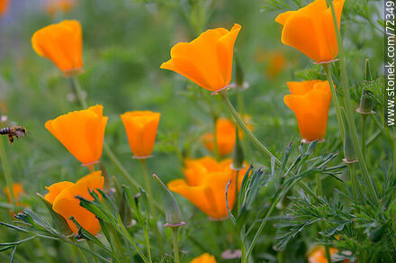 Dedal de oro. Amapola de California - Flora - IMÁGENES VARIAS. Foto No. 72349