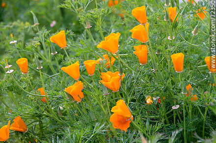 Dedal de oro. Amapola de California - Flora - IMÁGENES VARIAS. Foto No. 72350