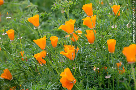 Dedal de oro. Amapola de California - Flora - IMÁGENES VARIAS. Foto No. 72351