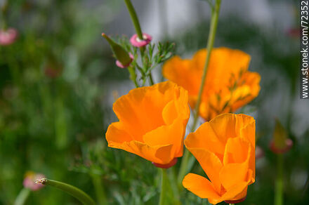 Dedal de oro. Amapola de California - Flora - IMÁGENES VARIAS. Foto No. 72352
