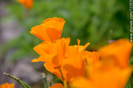 California poppy - Flora - MORE IMAGES. Photo #72353