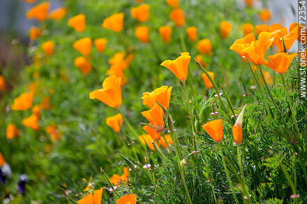 Dedal de oro. Amapola de California - Flora - IMÁGENES VARIAS. Foto No. 72354