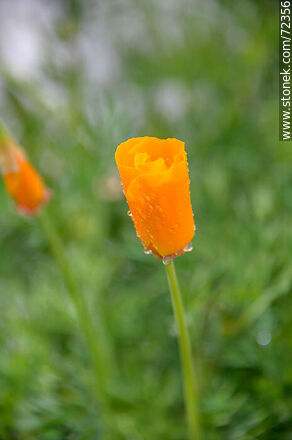 Dedal de oro. Amapola de California - Flora - IMÁGENES VARIAS. Foto No. 72356