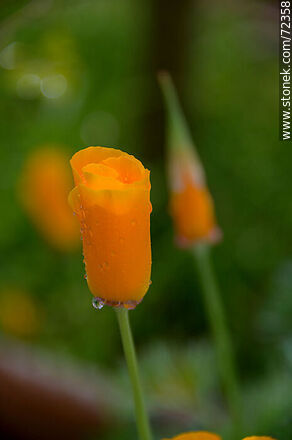 Dedal de oro. Amapola de California - Flora - IMÁGENES VARIAS. Foto No. 72358