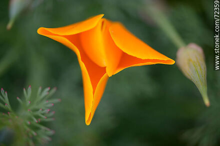 Dedal de oro. Amapola de California - Flora - IMÁGENES VARIAS. Foto No. 72359
