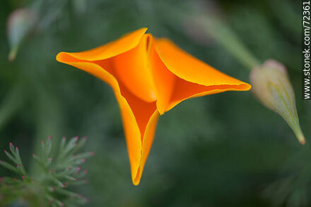 Dedal de oro. Amapola de California - Flora - IMÁGENES VARIAS. Foto No. 72361