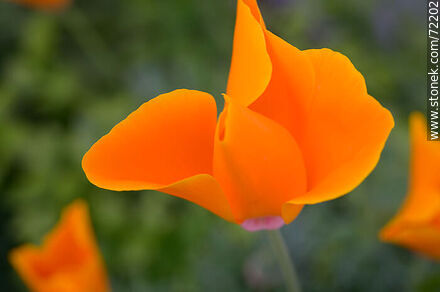 California Poppy - Flora - MORE IMAGES. Photo #72202