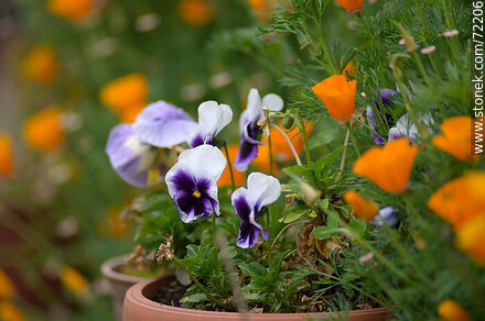 Pansy and california poppy - Flora - MORE IMAGES. Photo #72206