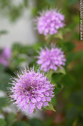 Monarda fistulosa - Flora - MORE IMAGES. Photo #72260