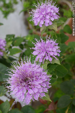 Monarda fistulosa - Flora - MORE IMAGES. Photo #72261