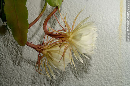 Epiphyllum Oxypetalum - Flora - MORE IMAGES. Photo #72277