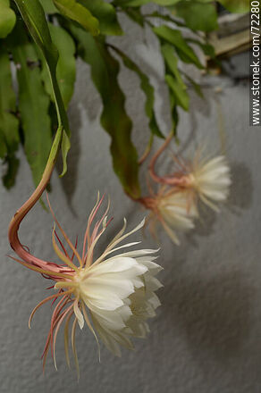 Epiphyllum Oxypetalum - Flora - MORE IMAGES. Photo #72280