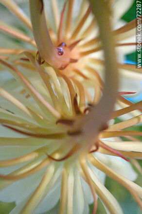 Parte posterior de la flor de la Dama de la Noche - Flora - IMÁGENES VARIAS. Foto No. 72287