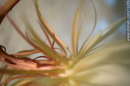 Parte posterior de la flor de la Dama de la Noche - Flora - IMÁGENES VARIAS. Foto No. 72295