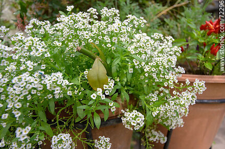 Flor de aliso de mar,  blanco. Lobularia maritima - Flora - IMÁGENES VARIAS. Foto No. 72296
