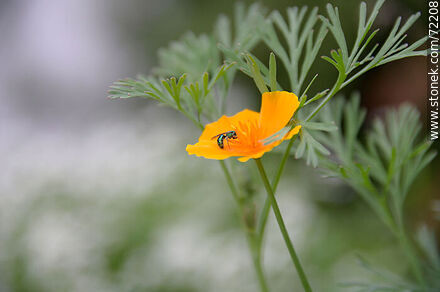 California Poppy - Flora - MORE IMAGES. Photo #72208
