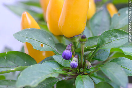 Yellow peppers - Flora - MORE IMAGES. Photo #72307