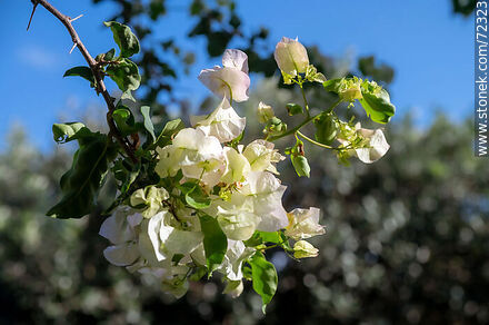 Santa Rita de flor blanca. Buganvillea - Flora - IMÁGENES VARIAS. Foto No. 72323