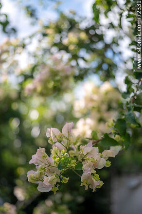 Santa Rita de flor blanca. Buganvillea - Flora - IMÁGENES VARIAS. Foto No. 72331