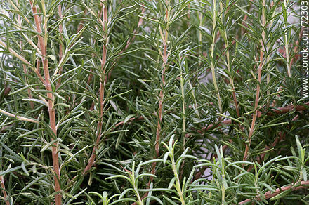 Rosemary branches. Salvia rosmarinus - Flora - MORE IMAGES. Photo #72303